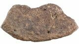 Wide Ankylosaurus Scute (Armor Plate) - South Dakota #40799-1